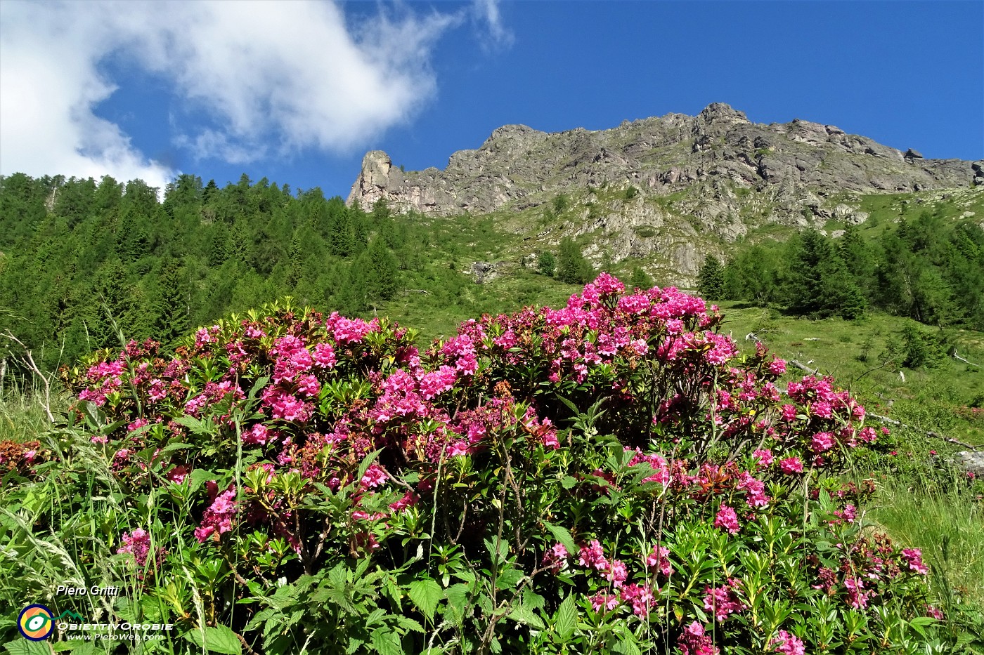 21 Rododendro rosso (Rhododendron ferrugineum).JPG